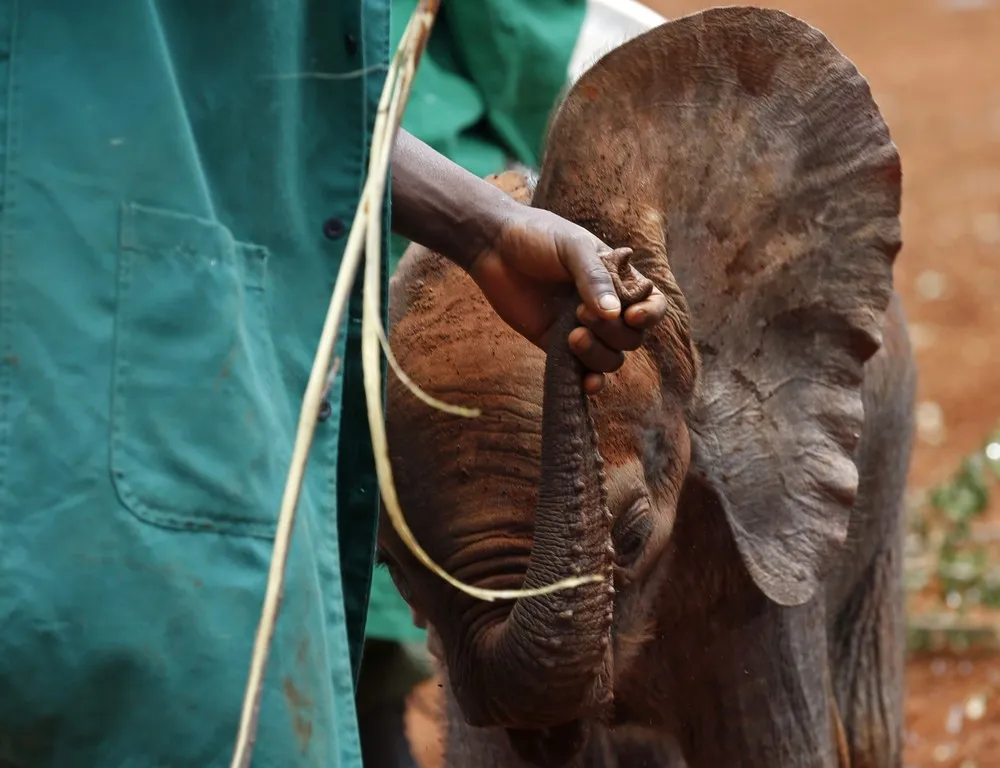 Orphaned Baby Elephants in Nairobi