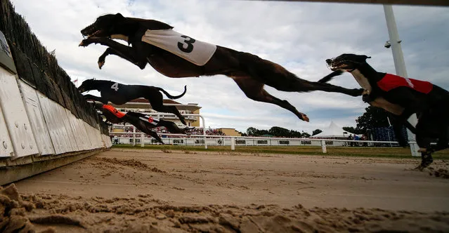 Hurdle race action at Towcester greyhound track on July 1, 2017 in Towcester, England. (Photo by Alan Crowhurst/Getty Images)