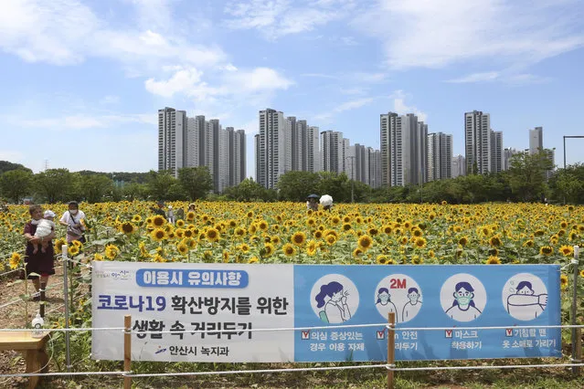 A banner about precautions against new coronavirus is shown in a field of sunflowers at a park in Ansan, South Korea, Wednesday, July 15, 2020. The signs read: “Keep distance in your life to prevent Corona 19”. (Photo by Ahn Young-joon/AP Photo)