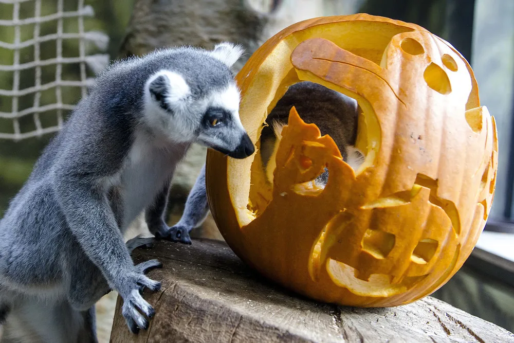 Animals “Celebrate” Halloween with Pumpkins