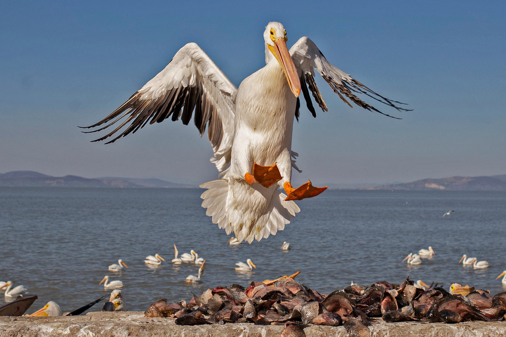 Pictures of the Year 2024, Part 038/240