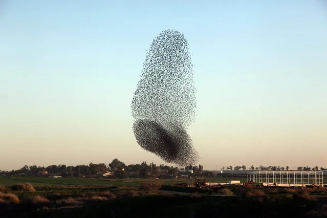Huge pack of starlings in the sky of the Negev, Israel, on January 21, 2013. Birds are turned in evening twilight before settling to sleep. (Photo by Eliyahu Hershkovitz)