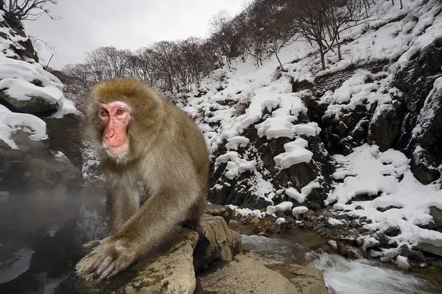 “Human Gaze”. Japanese macaques, commonly known as snow monkeys, are found in the wild only in Japan. They are also known as the snow monkey because they live in areas where snow covers the ground for months each year. They have a very human-like, naked, red face, and expressive eyes. Photo location: Jigokudani, Japan. (Photo and caption by Cristobal Serrano/National Geographic Photo Contest)