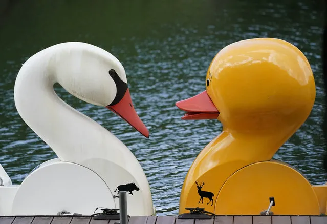 A swan and duck pedal boat wait for visitors to ride on the Amazon & Beyond Lake at Zoo Miami, Tuesday, September 15, 2020, in Miami. The zoo reopened Tuesday as Miami-Dade and Broward counties moved to Phase 2 of reopening on Monday. (Photo by Wilfredo Lee/AP Photo)