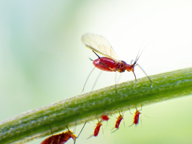 A winged red aphid sucks on a branch, with nymphs (babies) below, in New York, US on May 26, 2025. Gardeners will not be surprised to learn that female nymphs can be born pregnant, enabling the species to multiply rapidly. (Photo by Carlos Chiossone/Zuma Press Wire/Rex Features/Shutterstock)