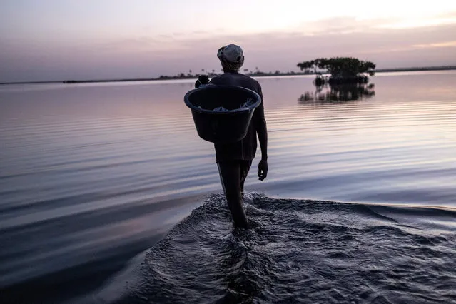 A prawn fisherman walks into the Sine Saloum Delta ahead of a night of fishing in Simal on January 3, 2023. Prawn fishermen will spend up to three hours each night walking large distances across the delta, dragging a net to catch prawns. A good night they could get 5 to 6 kilograms of prawns and sell them at 8 US dollars a kilogram. (Photo by John Wessels/AFP Photo)