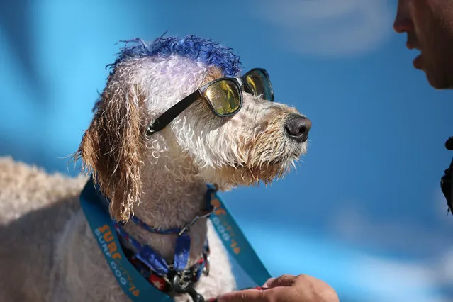 A dog looks at its owner after competing in the Surf City Surf Dog competition in Huntington Beach, California, U.S., September 25, 2016. (Photo by Lucy Nicholson/Reuters)