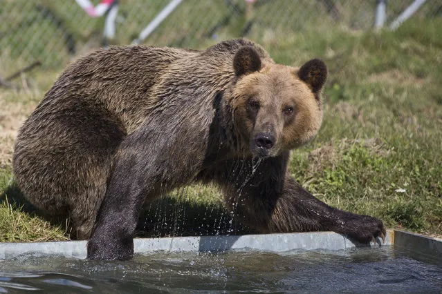 Male brown bear Tomi takes a dip in the water in his new surroundings after being rescued from captivity, in Mramor, Kosovo, Tuesday, September 27, 2016. ﻿(Photo by Visar Kryeziu/AP Photo)