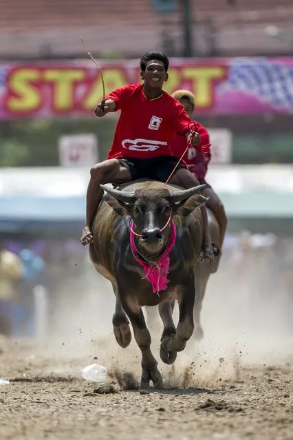 Jockeys compete in Chonburi's annual buffalo race festival, in Chonburi province, Thailand October 26, 2015. (Photo by Athit Perawongmetha/Reuters)