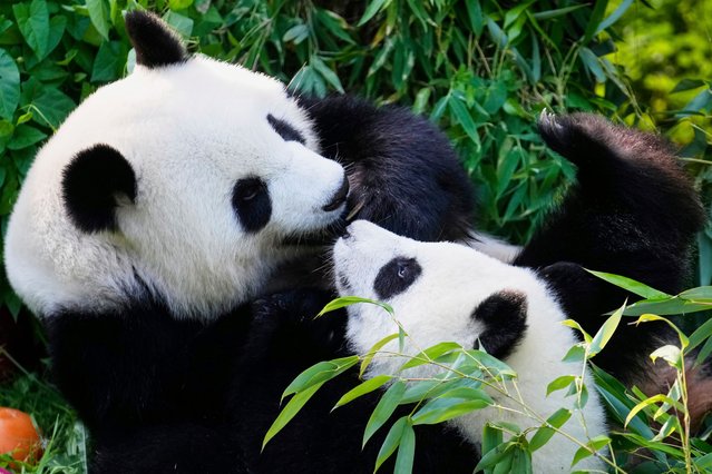 One of the giant panda cub twins Leni or Lotti plays with the mother Meng Meng, left, at the Panda Garden during their first birthday party at the Zoo in Berlin, Germany, Friday, August 22, 2025. (Photo by Ebrahim Noroozi/AP Photo)