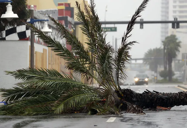 A vehicle approaches palm tree that snapped during Hurricane Matthew, Friday, October 7, 2016, in Daytona Beach, Fla.   Matthew was downgraded to a Category 3 hurricane overnight, and its storm center, or eye, hung just offshore Friday morning as it moved up the coastline, sparing communities the full force of its 120 mph winds.
(Photo by Eric Gay/AP Photo)