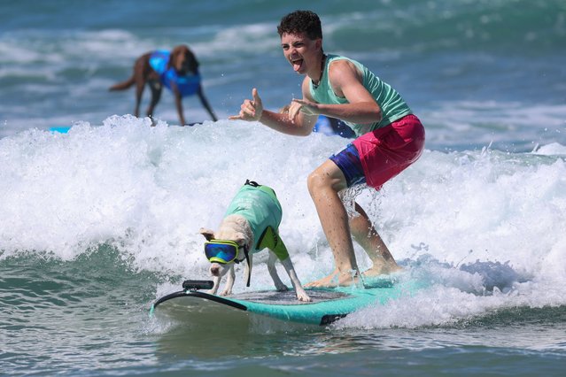 Surfing dog Faith surfs a wave during the Helen Woodward Animal Center Surf Dog Surf-A-Thon at the Del Mar Dog Beach in Del Mar, California on September 7, 2025. (Photo by Patrick T. Fallon/AFP Photo)