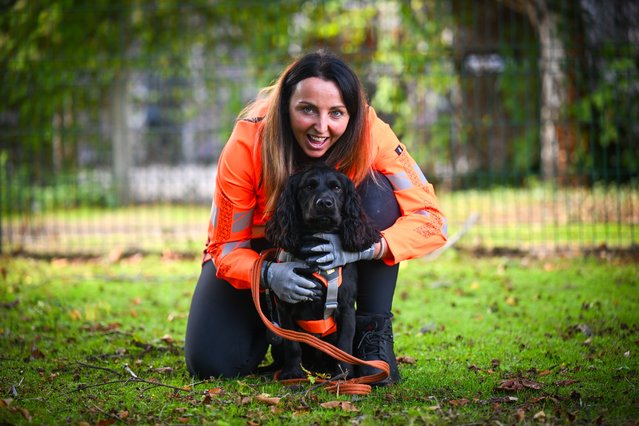 Bandit with handler Nikki Glover, Wessex Water Senior Environmental Detection Dog Handler, on September 05, 2025 in Yeovil, England. Wessex Water's cocker spaniel pollution detection dogs Bluey and Bandit are part of a UK-first team, being trained with Cape SPC and Wessex Water's award-winning canine unit to sniff out misconnections in sewers to help protect the environment. Bluey and Bandit's powerful sense of smell is more effective than traditional detection tools. As well as the environmental benefits, they are expected to save considerable time and money with their ability to find small concentrations of odour in challenging environments both above and below ground. (Photo by Finnbarr Webster/Getty Images)