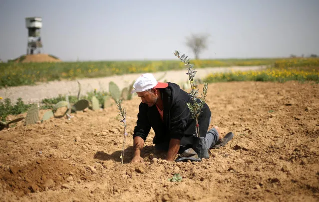 A Palestinian man plants olive seedlings during a protest ahead of the Land Day, near the border with Israel, in the southern Gaza Strip on March 20, 2018. (Photo by Ibraheem Abu Mustafa/Reuters)