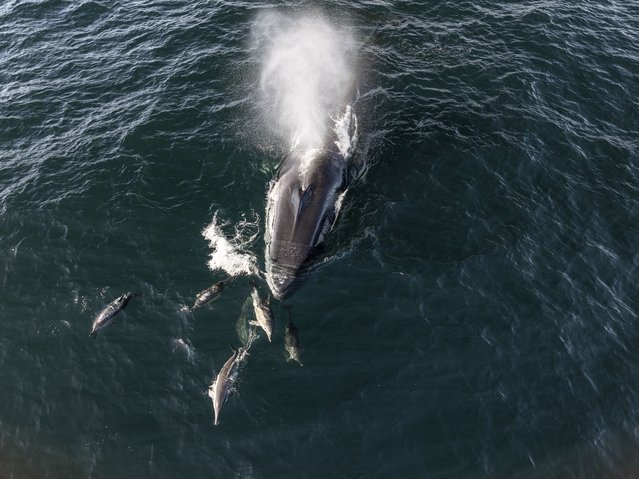 Aerial view of Fin whale (Balaenoptera physalus) feeding at water surface with Short-beaked common dolphins (Delphinus delphis) swimming alongside, Cornwall, UK, Atlantic Ocean on October 3, 2025. (Photo by Henley Spiers)