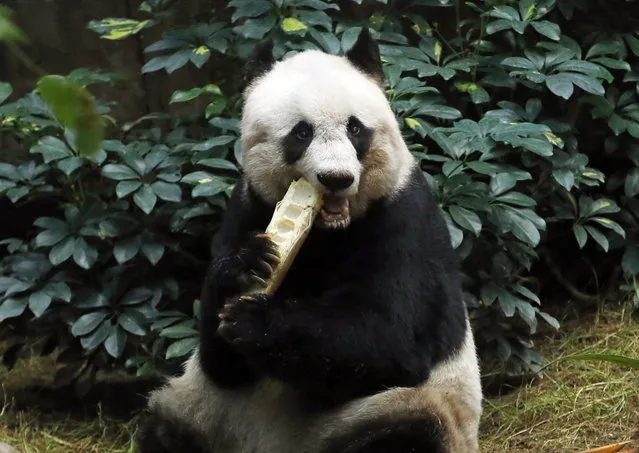 In this Tuesday, July 28, 2015 file photo, giant panda Jia Jia eats bamboo next to her birthday cake made with ice and vegetables at Ocean Park in Hong Kong, as she celebrates her 37th birthday. A Hong Kong theme park says the world’s oldest panda in captivity has been euthanized because her health was deteriorating. ocean Park says a veterinarian euthanized 38-year-old Jia Jia on Sunday, October 16, 2016 evening to prevent further suffering and for ethical reasons. (Photo by Kin Cheung/AP Photo)