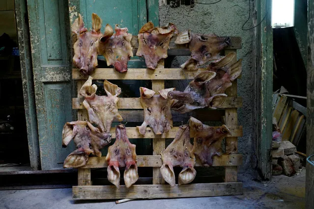 Skinned pig heads, a piece of Spanish artist Diego Gil Moreno de Mora, a participant of the “00Biennial”, are left to dry before being hanged in Havana, Cuba, May 2, 2018. (Photo by Alexandre Meneghini/Reuters)