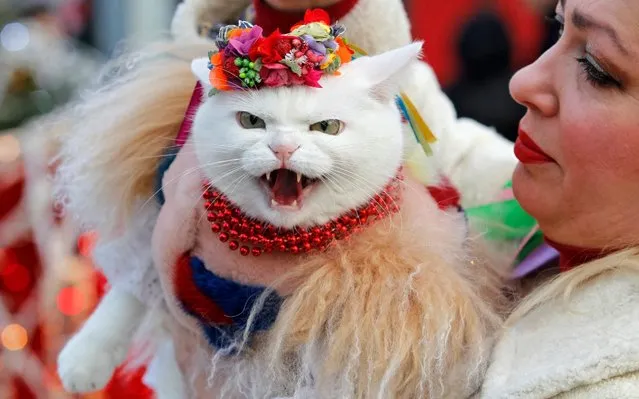 A cat dressed in a traditional outfit takes part during the Orthodox Christmas celebration in Kiev, Ukraine on January 7, 2020. Orthodox Christians celebrate Christmas Day on December 25 of the older Julian calendar, which currently corresponds to January 7 in the Gregorian calendar. (Photo by Pavlo Gonchar/SOPA Images/LightRocket via Getty Images)