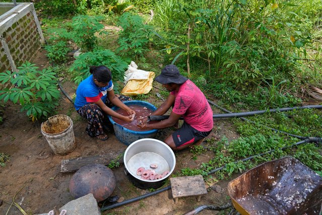 Sanjeewa Kariyawasam, right, cleans the flesh of a giant snakehead fish he caught with his wife before making salted dried fish in Walpaluwa, Sri Lanka, Thursday, October 30, 2025. (Photo by Eranga Jayawardena/AP Photo)