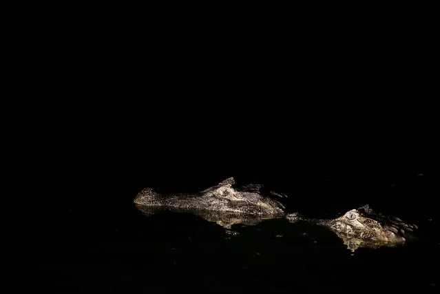 Yacare caimans float in a pond at the San Jorge ranch in General Diaz, Paraguay, August 14, 2016. (Photo by Jorge Adorno/Reuters)