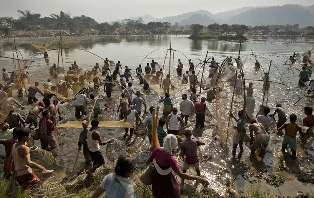 Indian villagers participate in community fishing as part of the Bhogali Bihu celebrations at the Goroimari Lake in Panbari village, some 50 kilometers (31 miles) east of Gauhati, India, Wednesday, January 14, 2015. (Photo by Anupam Nath/AP Photo)