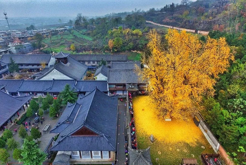 The Ancient Ginkgo Tree Makes Golden Сarpet of Leaves Every Autumn