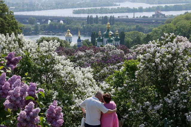 A couple shares a kiss among lilac trees at a park in Kiev, Ukraine May 6, 2018. (Photo by Valentyn Ogirenko/Reuters)
