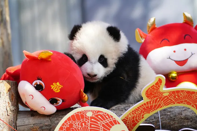 A panda cub plays with festive decorations in its enclosure at the Shenshuping breeding base of Wolong National Nature Reserve in Wenchuan, in China's southwestern Sichuan province on February 3, 2021, ahead of the Lunar New Year of the Ox which falls on February 12. (Photo by AFP Photo/China Stringer Network)