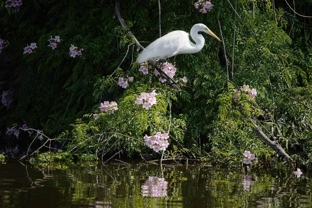 A heron stands on a branch, in the Chinampas area of Xochimilco, in Mexico City, Mexico on May 12, 2023. Chinampas (floating farms) are human-built islands separated by canals, developed since prehispanic times to produce vegetables and still used today as an agricultural system in Xochimilco district. (Photo by Daniel Cardenas/Anadolu Agency via Getty Images)