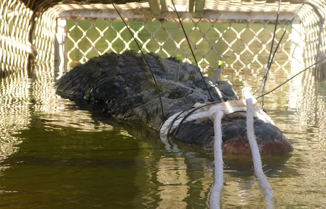 This handout photo taken on July 9, 2018 and released on July 10 by the Northern Territory Parks and Wildlife shows a large saltwater crocodile weighing 600 kilograms (1,328 pounds) in a trap after being caught after an eight- year hunt, in the Northern Territory town of Katherine. The 4.7- metre (15.4- foot) beast was found in a trap downstream from the northern outback town of Katherine after first being spotted in 2010. (Photo by AFP Photo/Northern Territory Parks and Wildlife)