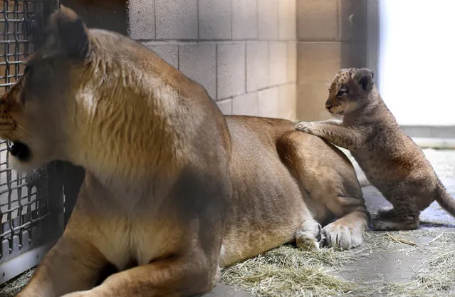 In this November 17, 2016 photo a 5-week-old lion cub tries climbing up his mom's back at the Fresno Chaffee Zoo, in Fresno, Calif. (Photo by John Walker/The Fresno Bee via AP Photo)