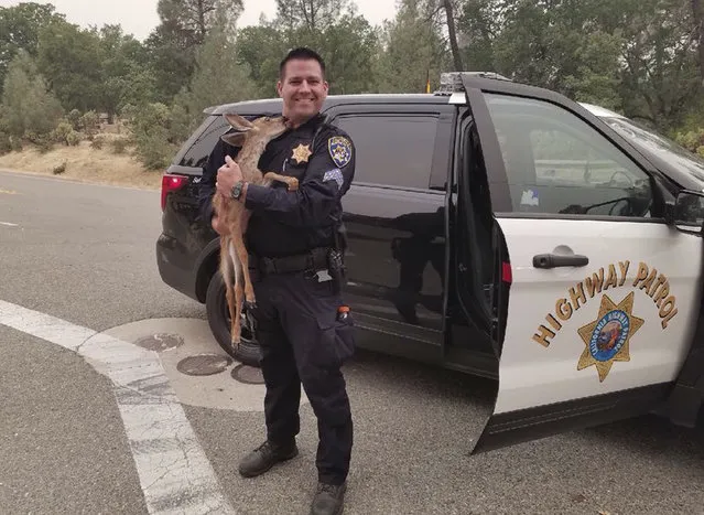 In this photo released July 28, 2018, by the California Highway Patrol, Sergeant David Fawson holds a month-old fawn that was located by Cal Fire without a mother inside the Carr Fire line near Redding, Calif. Sawson evacuated the deer to safety for care with a wildlife rescue. Some evacuations orders have been lifted around a Northern California wildfire area near the city of Redding. The California Department of Forestry and Fire Protection said people can return to several neighborhoods in western Redding as of Monday morning. The huge blaze near Redding has displaced 38,000 from their homes and killed six people. (Photo by California Highway Patrol via AP Photo)