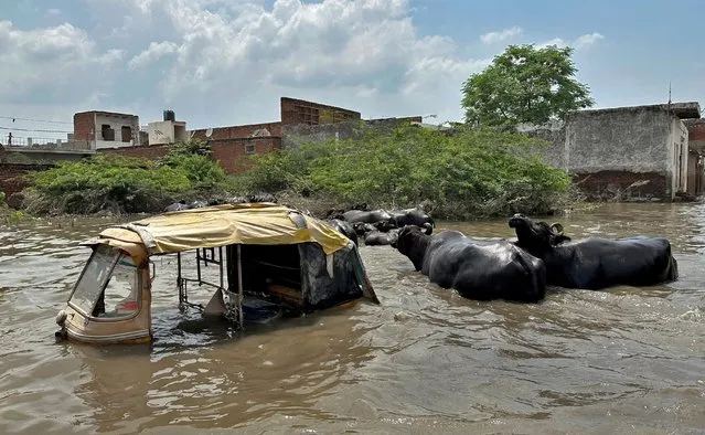 Buffalos move past a partially submerged auto-rickshaw in a water-logged area following heavy rains in Mathura, India on July 19, 2023. (Photo by Sunil Kataria/Reuters)