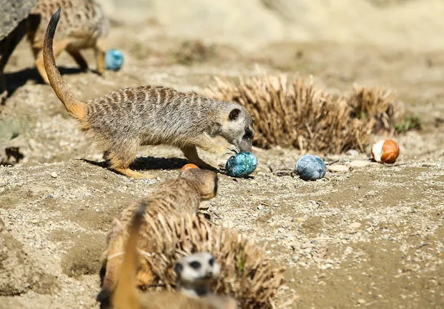A meerkat eats an Easter egg in Zagreb Zoo, Croatia, April 5, 2021. (Photo by Antonio Bronic/Reuters)