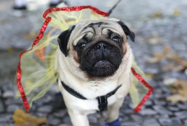 A dog dressed for carnival is seen during the “Blocao” dog carnival parade in Rio de Janeiro, Brazil, Saturday, February 14, 2015. (Photo by Silvia Izquierdo/AP Photo)