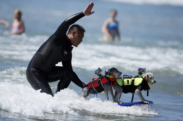 A man surfs with two dogs on his board during the Surf City surf dog competition in Huntington Beach, California, September 29, 2013. (Photo by Lucy Nicholson/Reuters)