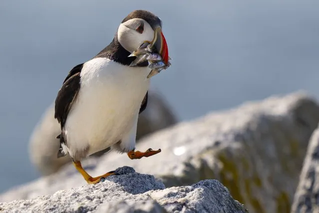 An Atlantic puffin brings a beak full of baitfish to feed its chick in a burrow under rocks on Eastern Egg Rock, a small island off mid-coast Maine, Sunday, August 5, 2023. Scientists who monitor seabirds said Atlantic puffins had their second consecutive rebound year for fledging chicks after suffering a bad 2021. (Photo by Robert F. Bukaty/AP Photo)