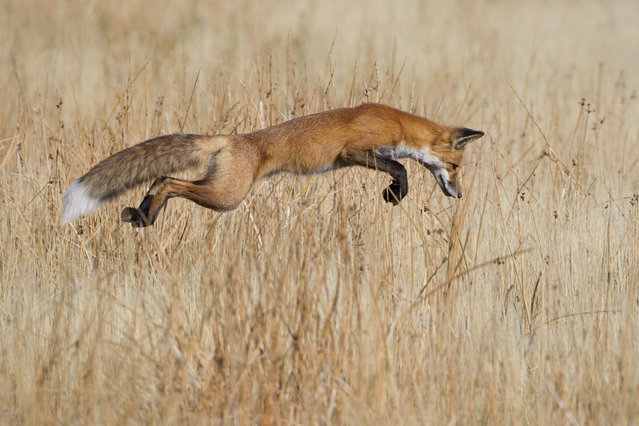 Canada: “Lucky pounce”. (Photo by Connor Stefanison/Wildlife Photographer of the Year 2013)