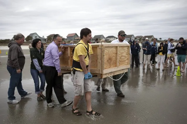 Staff with the South Carolina Aquarium, the Sea Turtle Rescue Program and South Carolina Department of Natural Resources, transport a leatherback turtle using a special box, to be released in Isle of Palms, South Carolina March 12, 2015. (Photo by Randall Hill/Reuters)