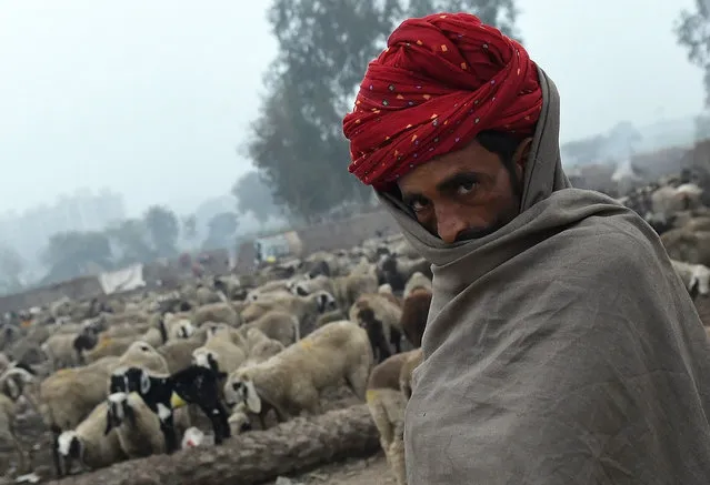 Nomadic shepherd from Rajasthan herd their sheep at a camp on the outskirts of New Delhi on January 20, 2016. These shepherds still cling on to pastoral nomadic life, trekking long distances in search of pasture for their sheep. (Photo by Prakash Singh/AFP Photo)