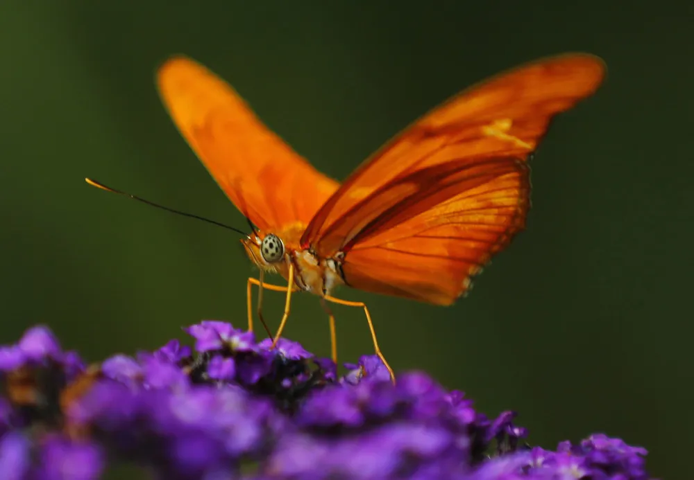 Butterflies at the San Diego Zoo Safari Park