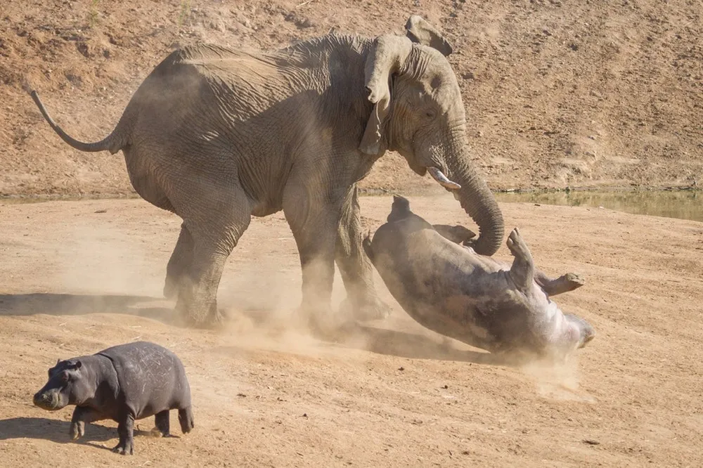 Elephant versus Hippo