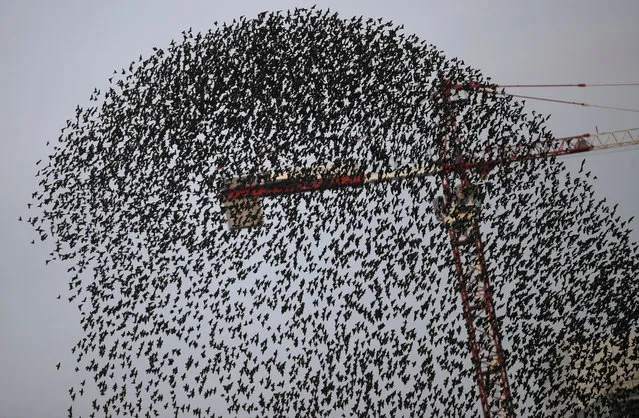 A flock of starlings flies in a murmuration past a crane, in Milan, Italy, Tuesday, November 13, 2018. (Photo by Luca Bruno/AP Photo)