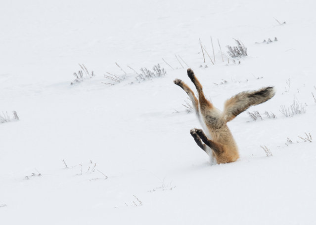 A fox face-plants in the snow in Yellowstone national park, Wyoming, USA, December 2015. Angela Bohlke’s image was the overall winner of the 2016 Comedy Wildlife Photography awards and the “On the land” category winner. (Photo by Angela Bohlke/Barcroft Images)