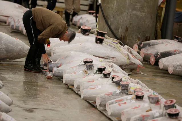 A prospective buyer inspects the quality of frozen tuna before the first auction of the year at Tsukiji fish market in Tokyo, early Thursday, January 5, 2017. (Photo by Eugene Hoshiko/AP Photo)