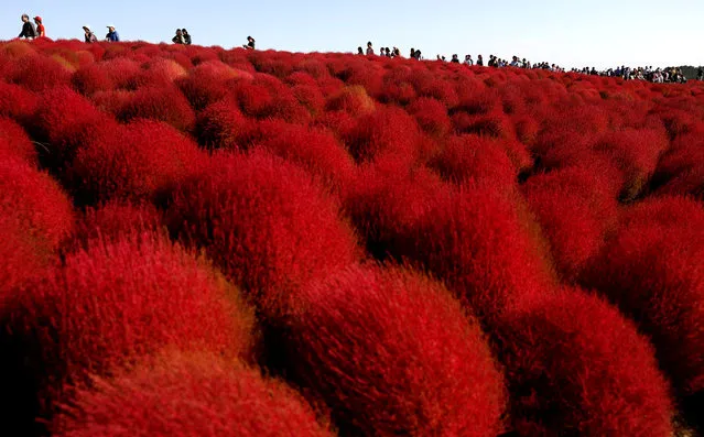 People walk in a field of fireweed, or kochia scoparia, at the Hitachi Seaside Park in Hitachinaka, Japan, October 22, 2018. Fireweed is a grass bush that takes on a bright red color in autumn. (Photo by Toru Hanai/Reuters)