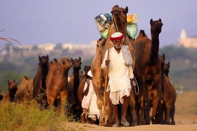 A camel herder leads a herd of camels during the annual Camel Fair at Pushkar in India's desert state of Rajasthan on November 15, 2023. (Photo by Himanshu Sharma/AFP Photo)