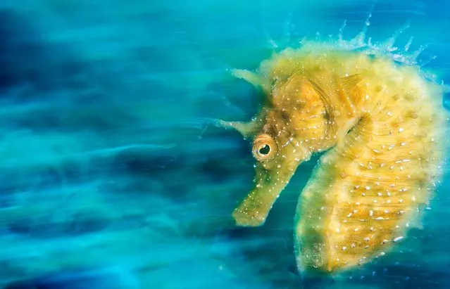 Underwater photographer of the year – winner. Gold by Davide Lopresti (Italy). Location: Sistiana – Trieste, Italy. “Over the years the Mediterranean’s population of seahorses has drastically reduced. Their numbers have only recovered thanks to public awareness and a significant restocking campaign ... For this shot, I used a long exposure and camera panning, to give dynamism to the image. I then used a focused beam of light from my strobe to freeze the details in the subject. My aim was to give the scene a sense of grace and strength simultaneously”. (Photo by Davide Lopresti/Underwater Photographer of the Year 2016)