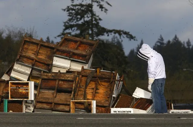 A beekeeper inspects the spilled remains of beehives that spilled off of a semitruck along northbound Interstate 5 on Friday, April 17, 2015 north of Seattle. The truck had just merged onto Interstate 5 around 3:30 a.m. Friday when it tipped on its side, dumping its load of 448 hives. The driver was not hurt, but the bees became more active as the sun rose and the weather warmed. (Photo by Mark Mulligan /The Herald via AP Photo)