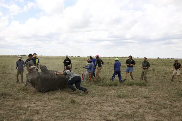 A tranquillised black rhino falls to the ground as workers attempt to help it before dehorning it in an effort to deter the poaching of one of the world's endangered species, at a farm outside Klerksdorp, in the north west province, South Africa,February 24, 2016. (Photo by Siphiwe Sibeko/Reuters)